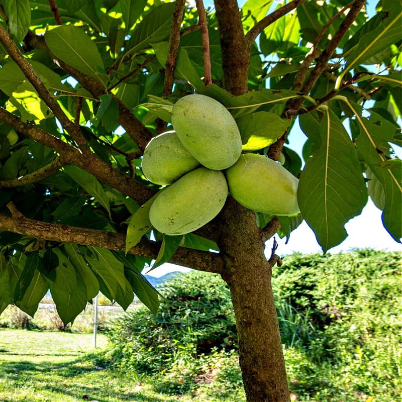 Pawpaw Tree