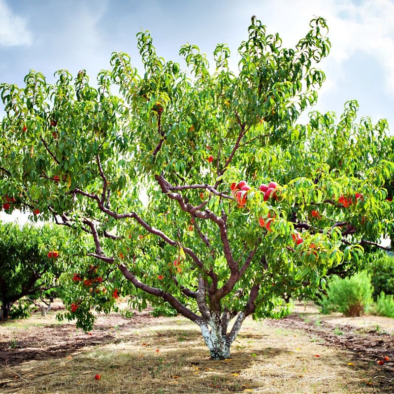 Peach Fruit Tree
