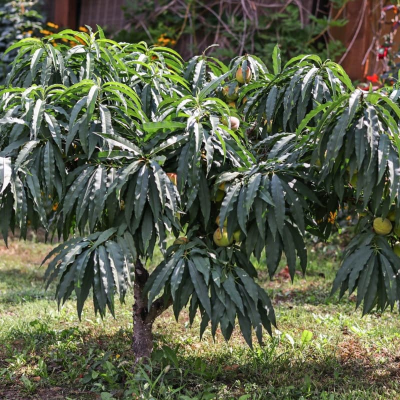 Dwarf Patio Peach Tree