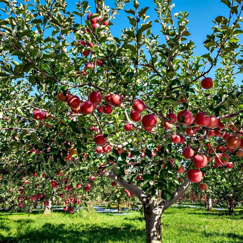 Apple Fruit Tree