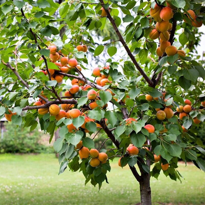 Apricot Fruit Trees