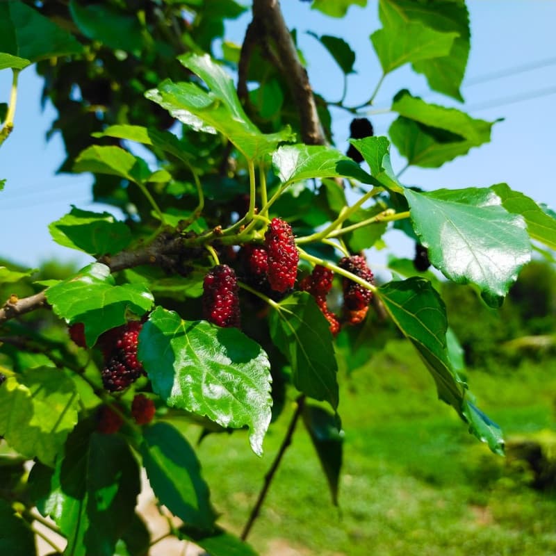 Mulberry Tree