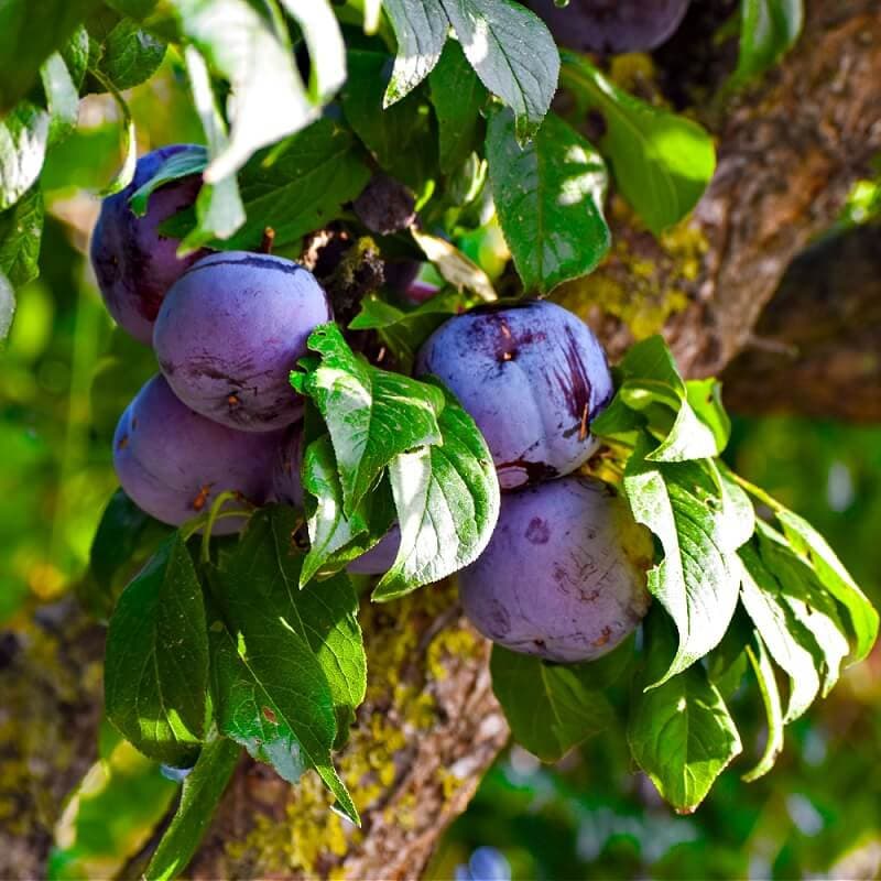 Plum Fruit Tree