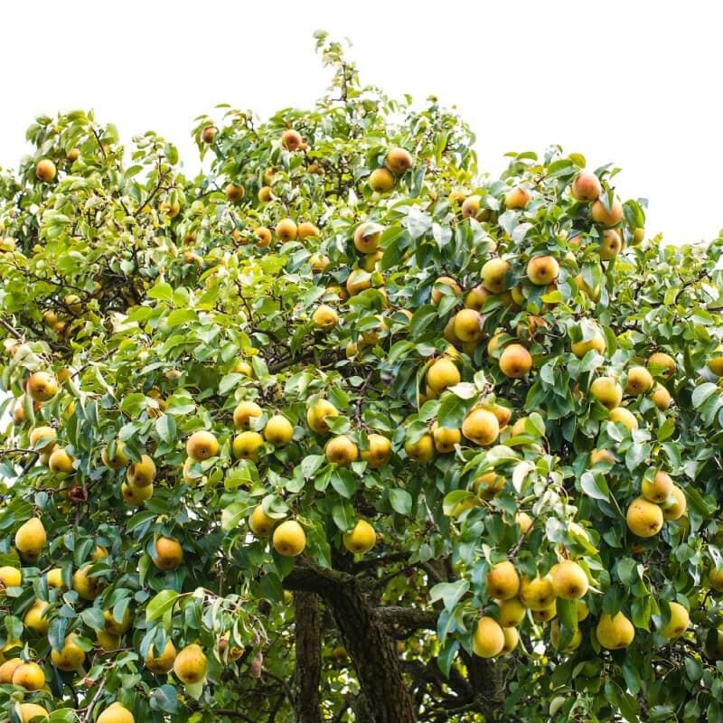 Pear Fruit Tree