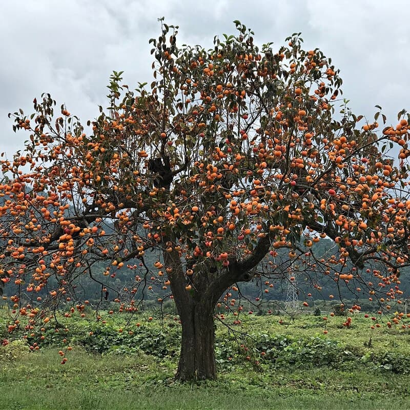 Persimmon Tree