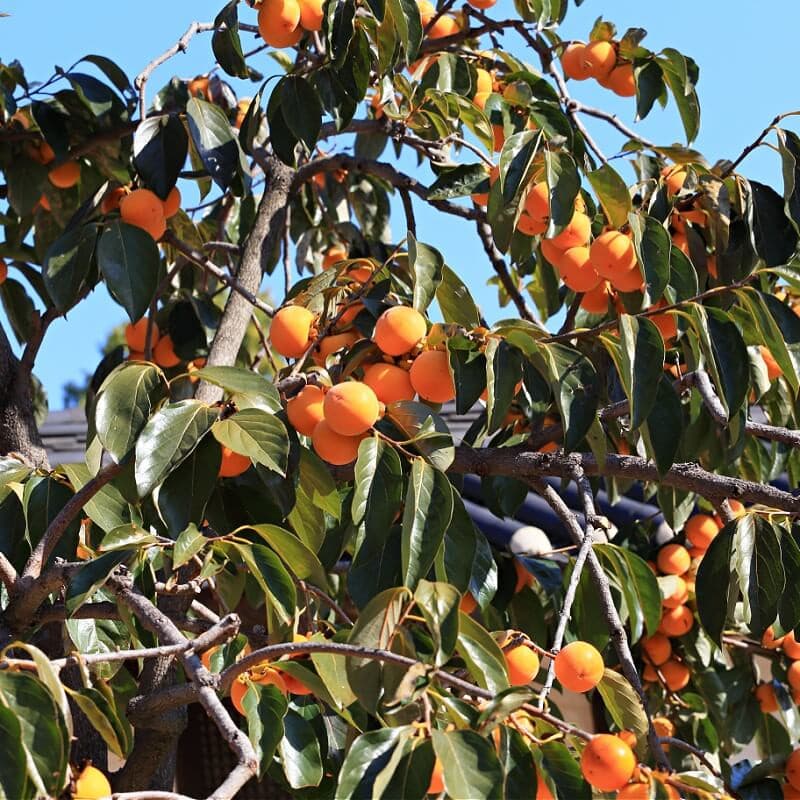Fuyu Persimmon Tree