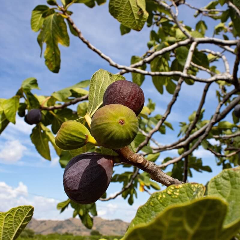 Fig Fruit Tree