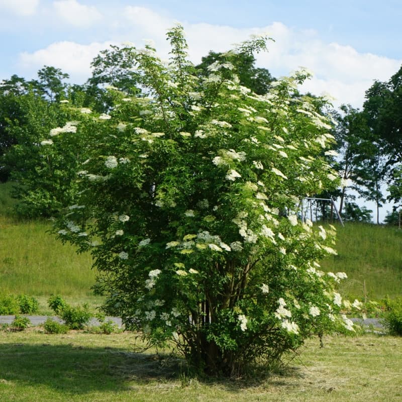 Elderberry Tree