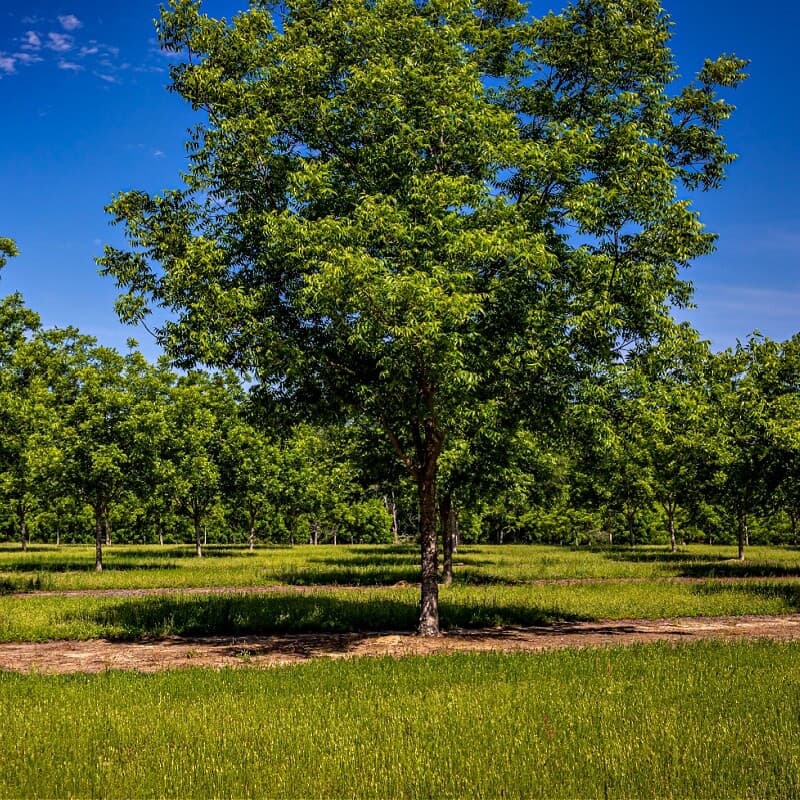 Pecan Tree