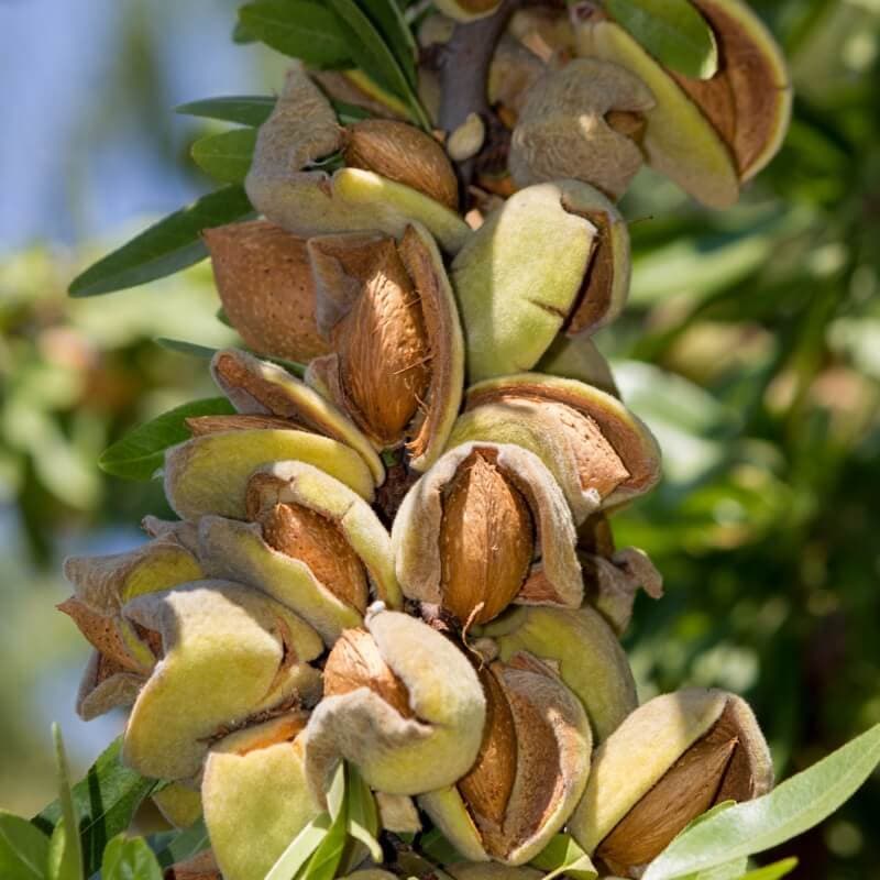 Hall's Hardy Almond Tree