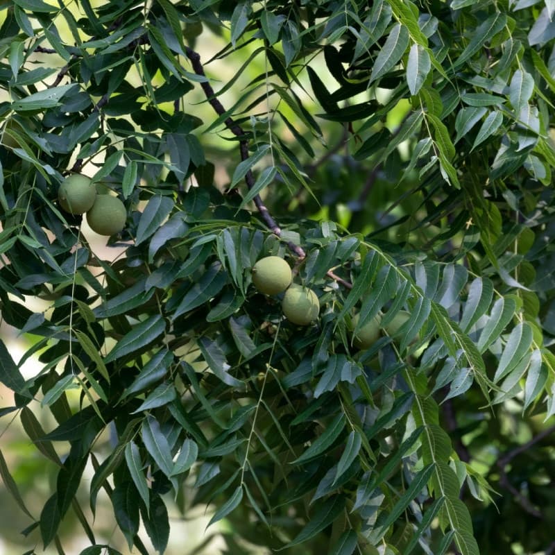 Black Walnut Tree For Sale