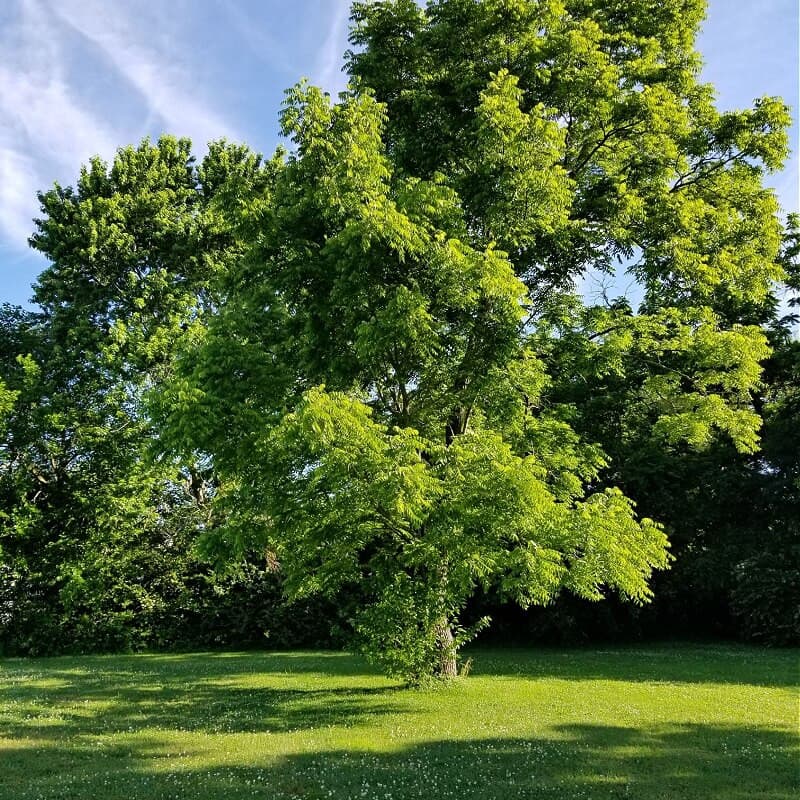 Black Walnut Tree