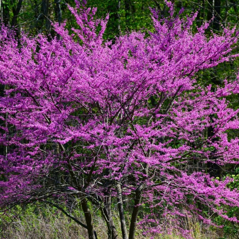 Redbud Tree