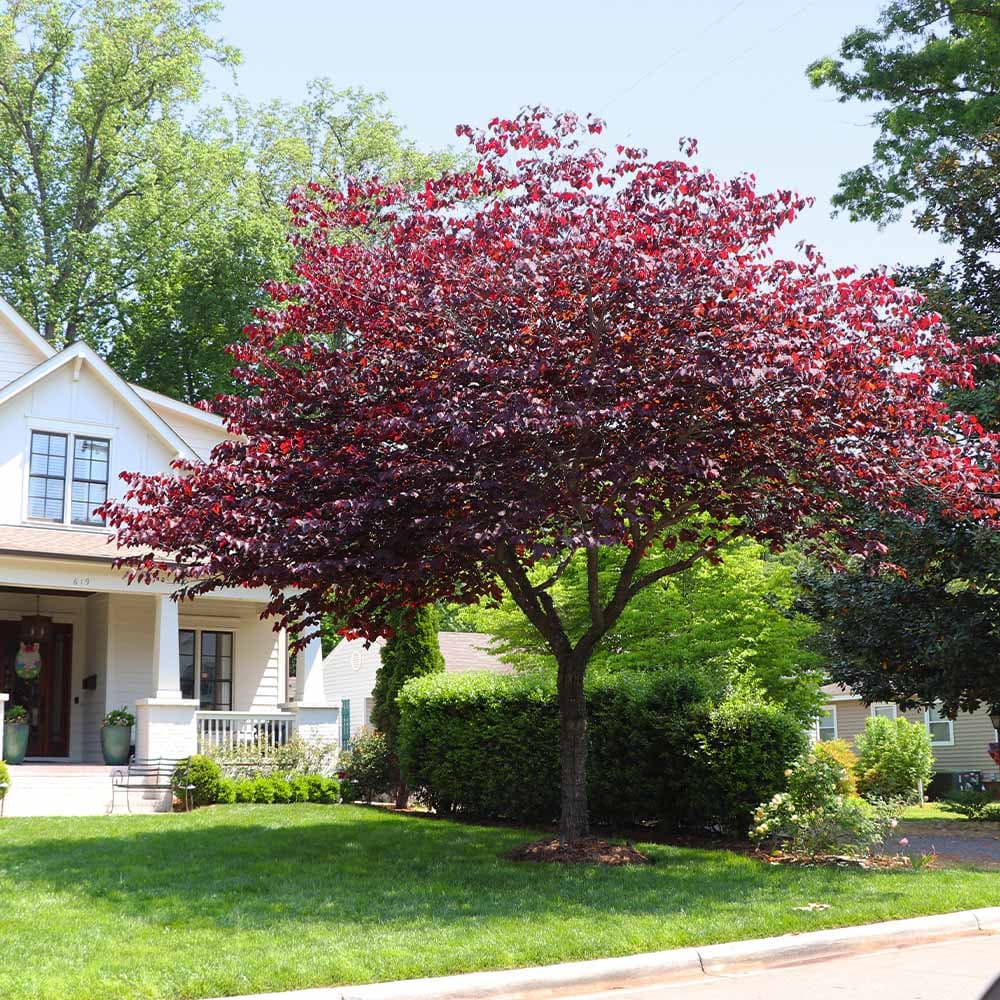 Forest Pansy Redbud Trees