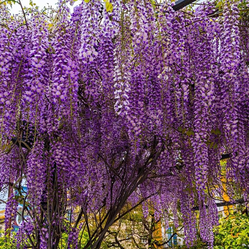 Wisteria Tree