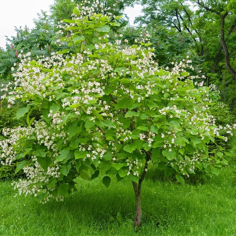 Catalpa Tree