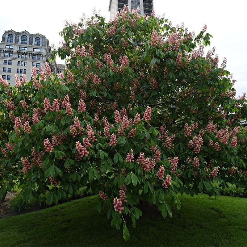 Red Buckeye Tree - Firecracker