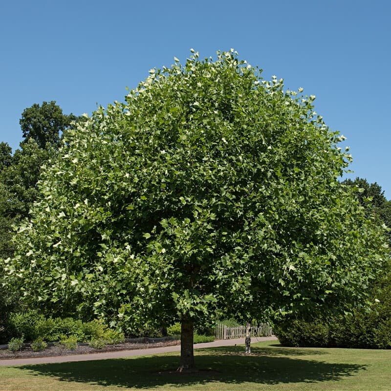 Tulip Tree