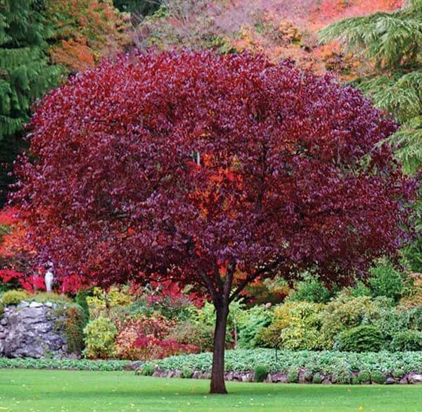 Cistena Plum Tree