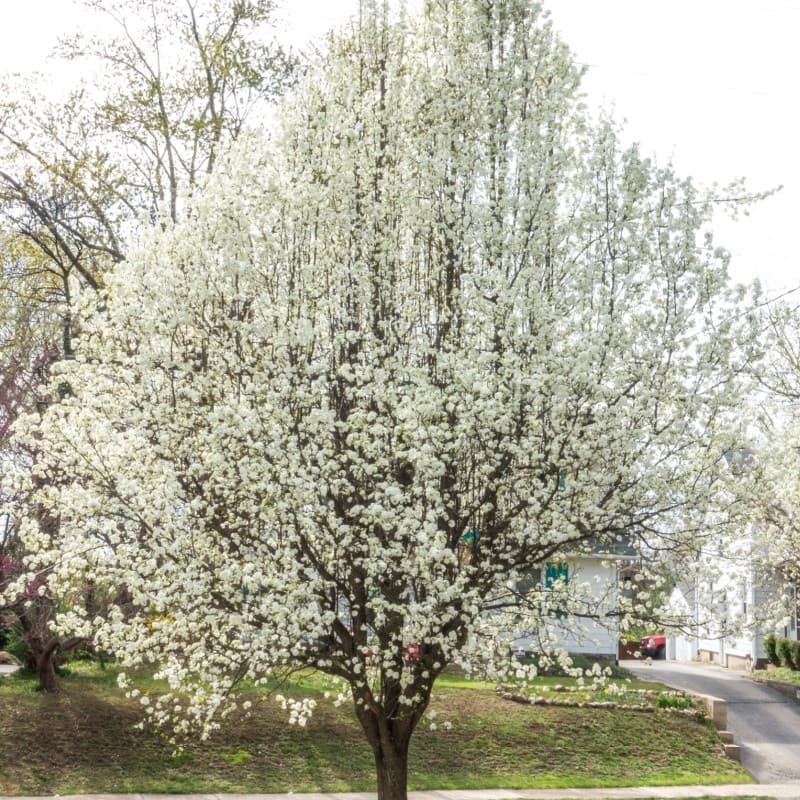American Plum Tree
