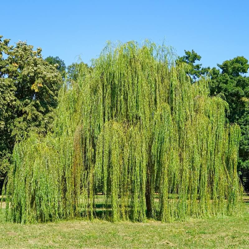 Weeping Willow Tree