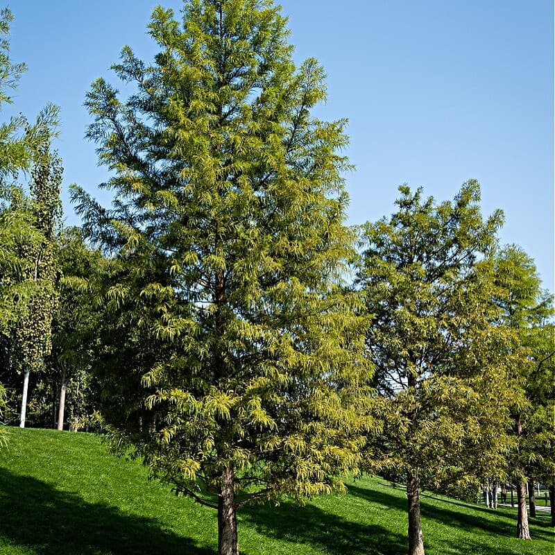 Bald Cypress Tree