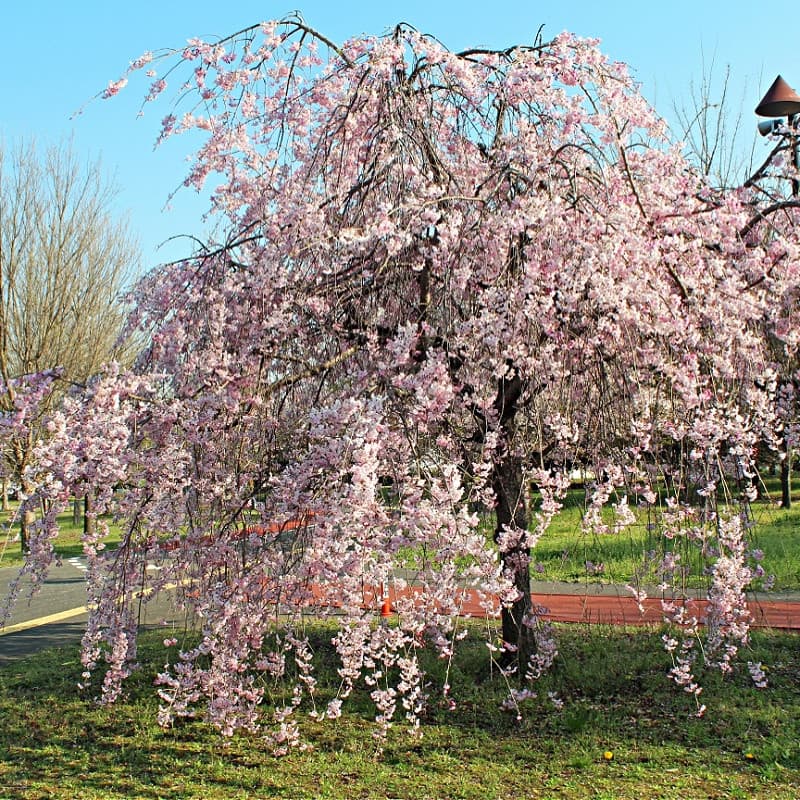 Weeping Cherry Tree