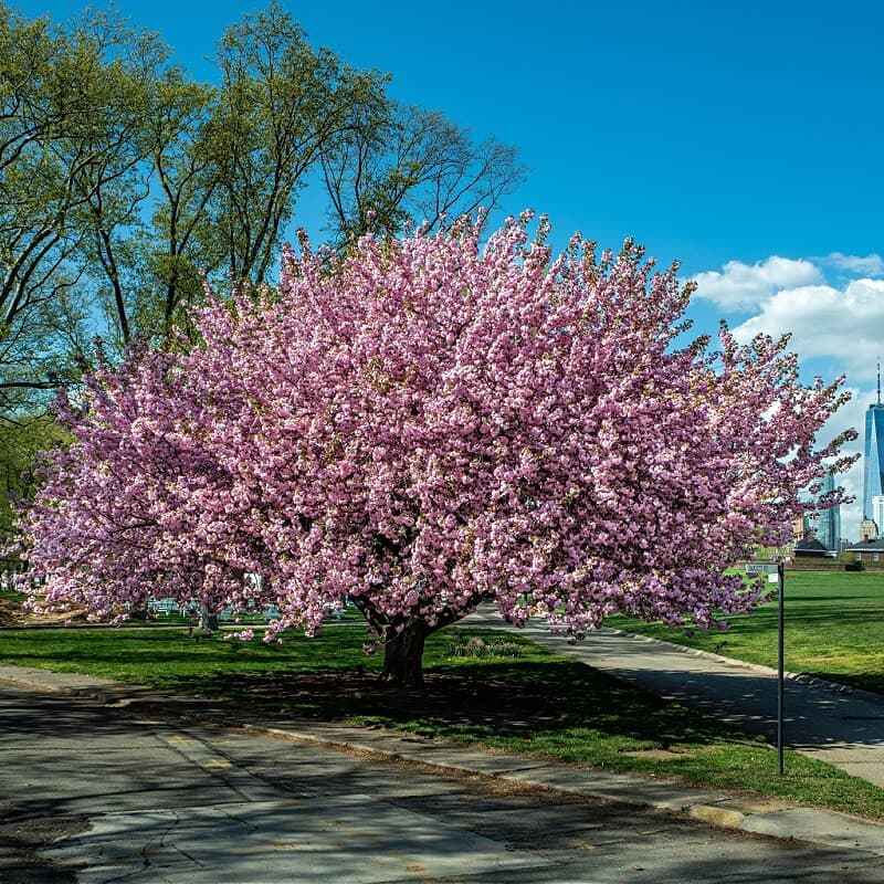 Kwanzan Cherry Tree