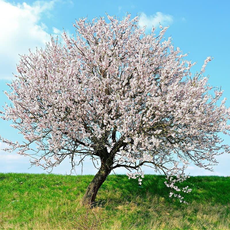 Yoshino Cherry Trees