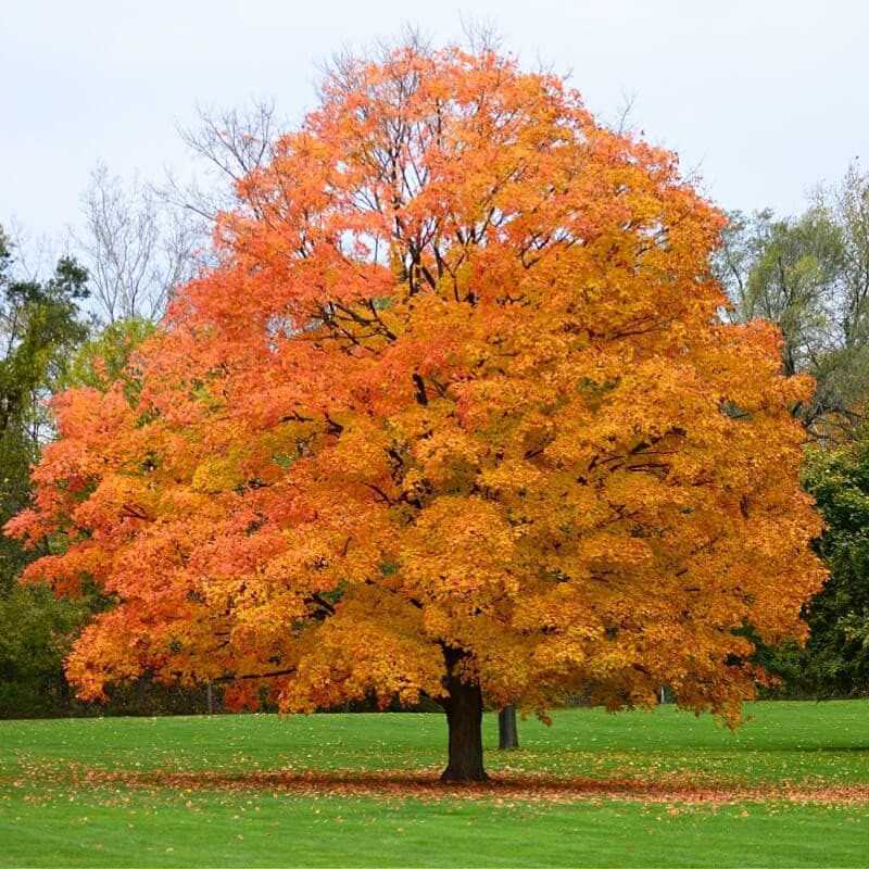 Silver Maple Tree