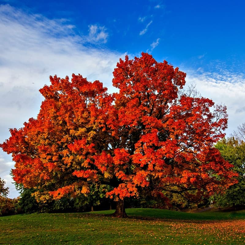 Red Maple Tree for sale