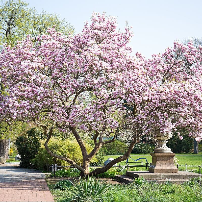 Magnolia Jane Tree 1 Gal
