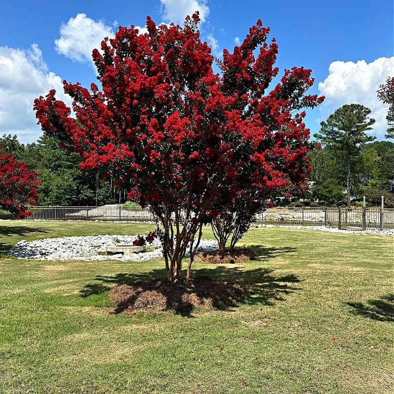 Red Crepe Myrtle Shrub