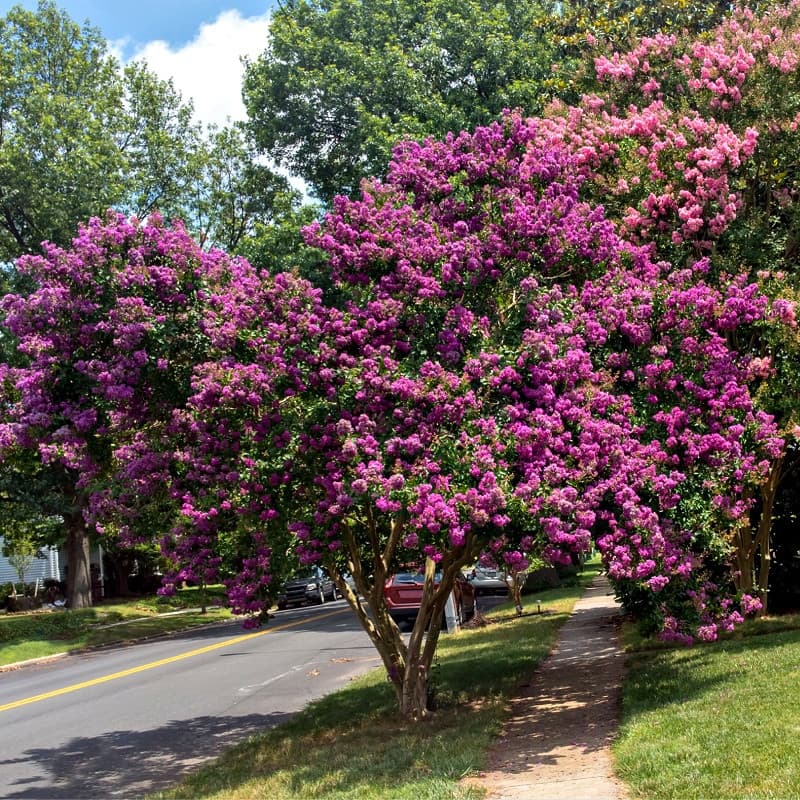 Twilight Crepe Myrtle Shrub