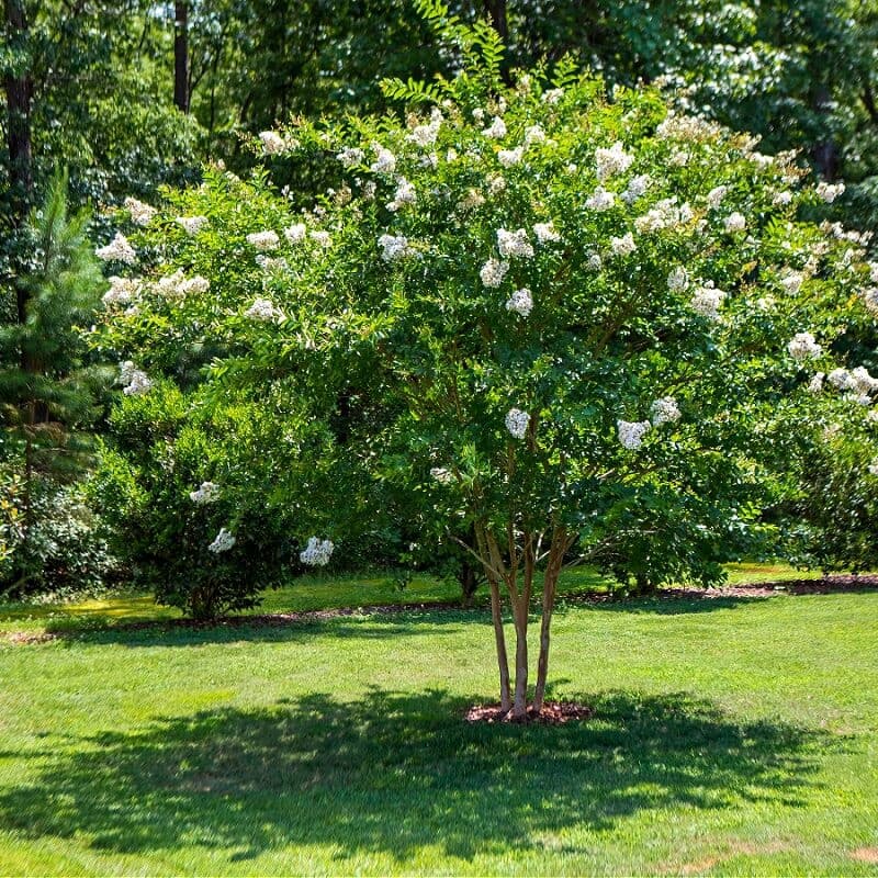 Natchez Crepe Myrtle Tree