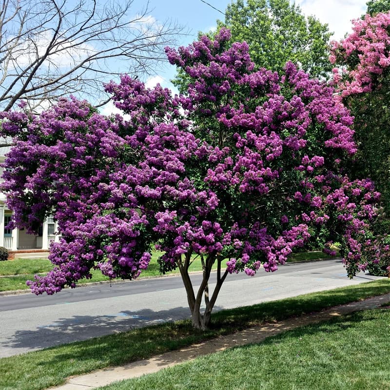 Muskogee Crepe Myrtle Shrub