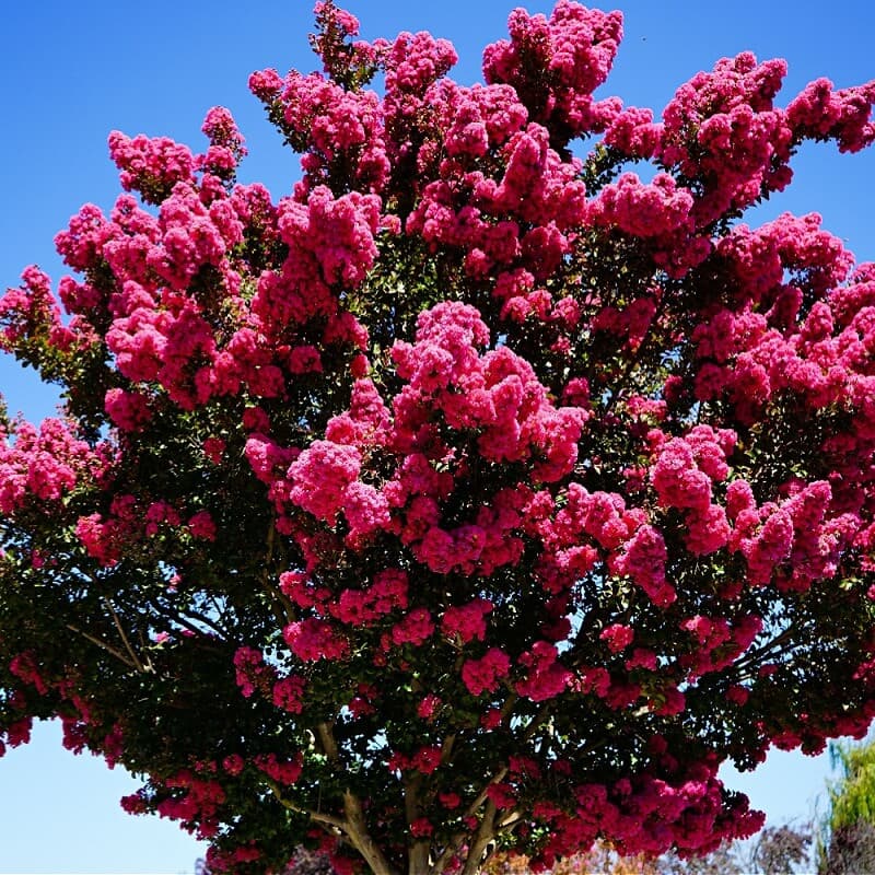 Miami Pink Crepe Myrtle Shrub