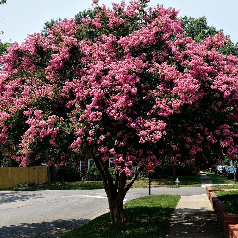 Pink Crepe Myrtle