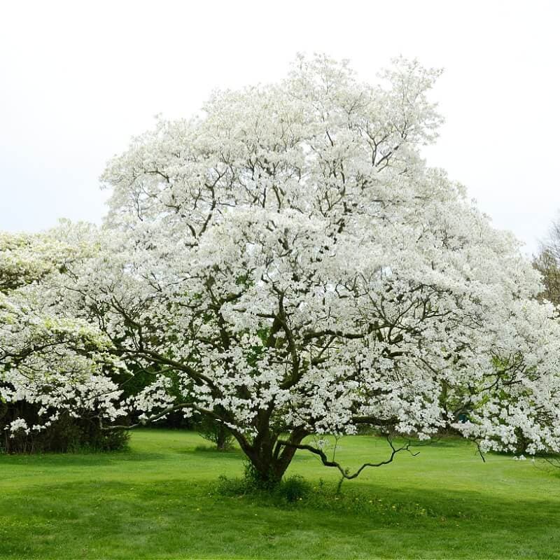 White Dogwood Tree