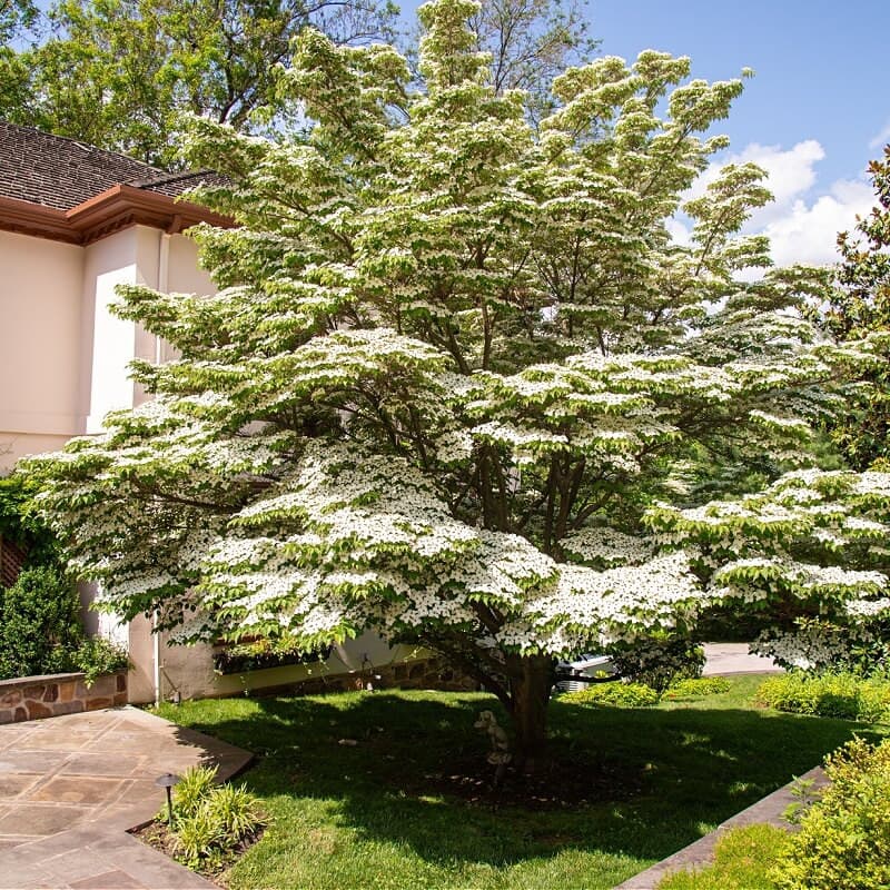 Greensleeves Kousa Dogwood Tree