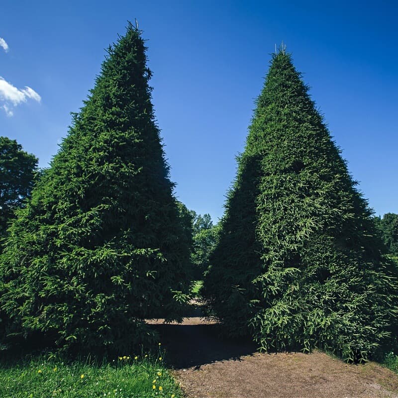 Green Giant Arborvitae