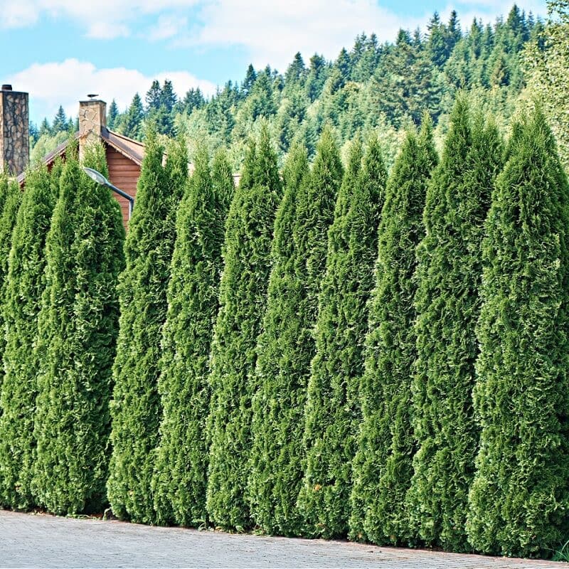 American Arborvitae Tree