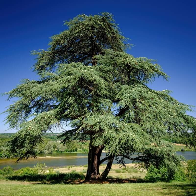 Cedar Tree