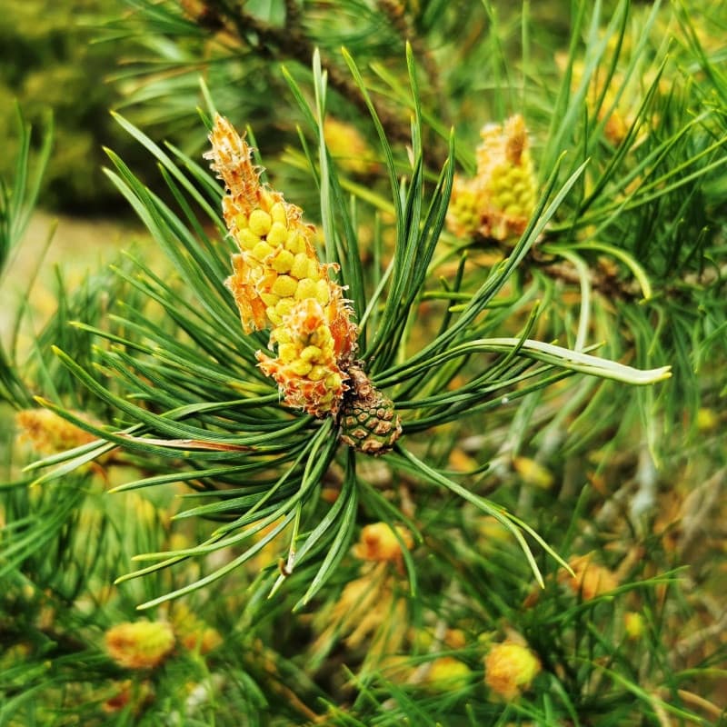 Virginia Pine Tree for sale