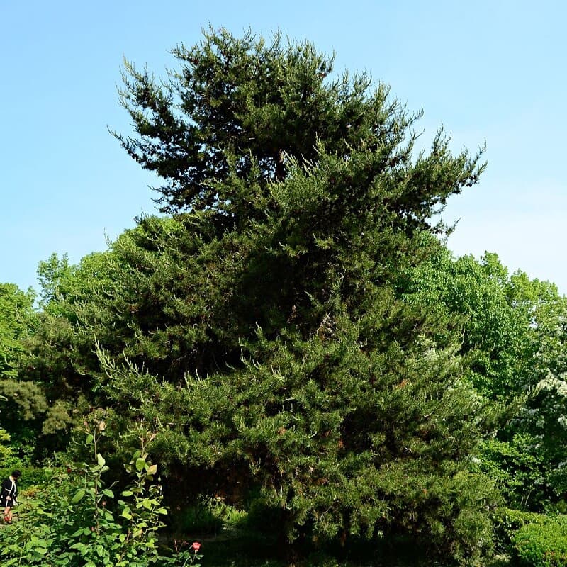 Virginia Pine Tree