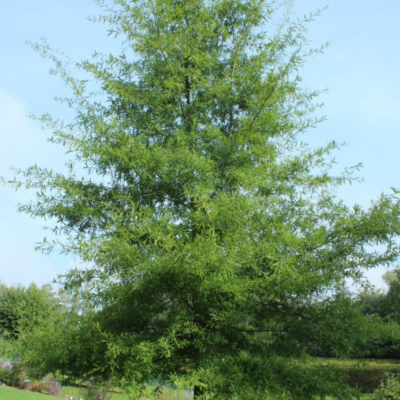 willow oak tree