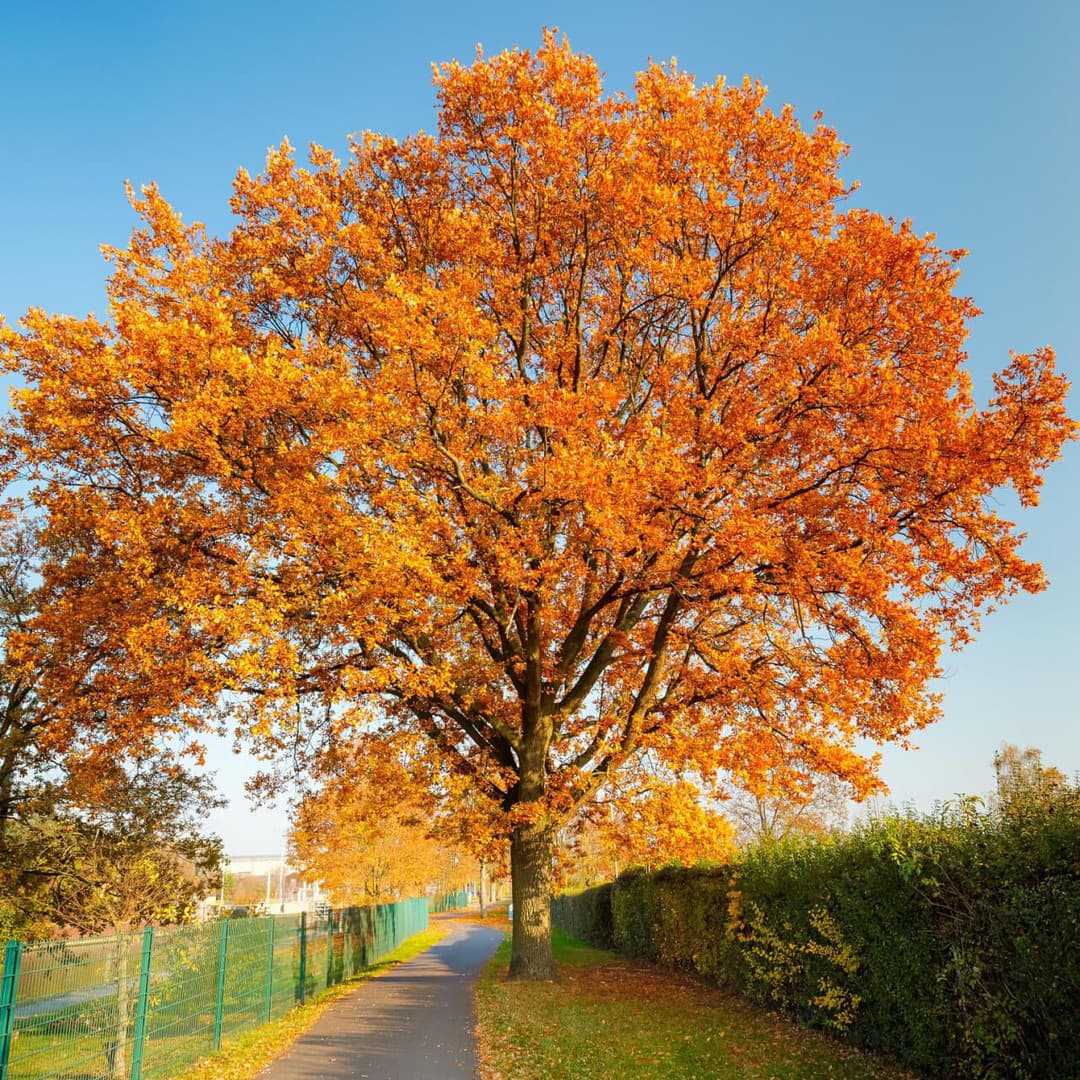 White Oak Tree