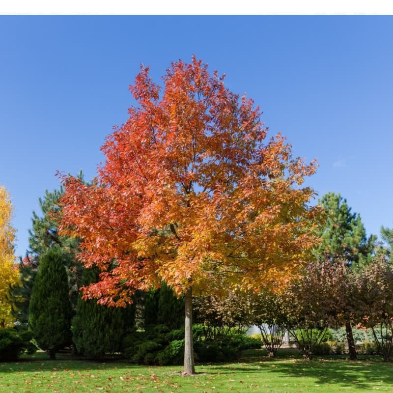 Red Oak Trees