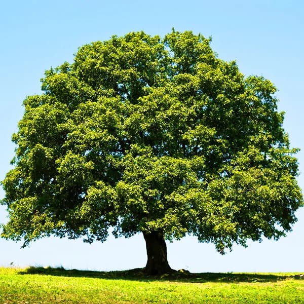 Overcup Oak Tree