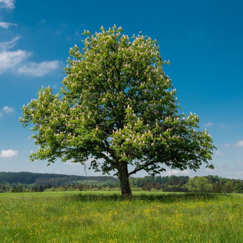 PQK Chestnut Trees